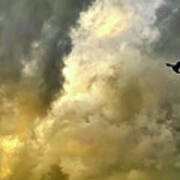 Blackbird In Stormy Skies Poster