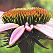 Blacksamson Echinacea Up Close Poster