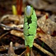 Bloodroot Unfolding Poster