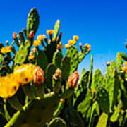 Blooming Cactus In Australia Poster