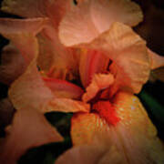 Blooming Iris Poster