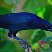 Blue-black Black Bird Poster