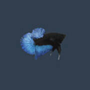 Blue Black Light Betta Fish Poster