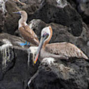 Blue Footed Boobie And Brown Pelican Poster