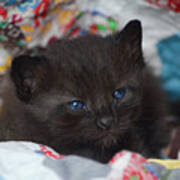 Blue-eyed Baby Kitten Poster