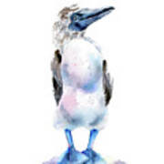 Blue Footed Booby Bird Poster