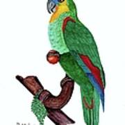 Blue Fronted Parrot Day 5 Challenge Poster