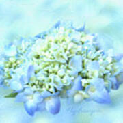 Blue Hydrangea Bloom Painterly Poster