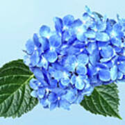 Blue Hydrangea Poster