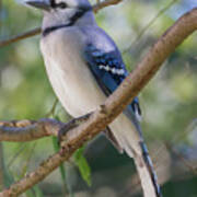 Blue Jay 2 Poster