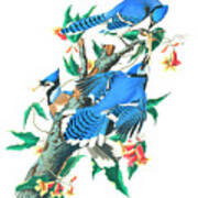 Blue Jay By John James Audubon Poster