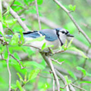 Blue Jay On A Branch Poster