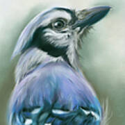 Blue Jay Songbird Portrait Poster