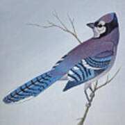 Blue Jay Poster