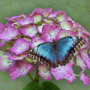 Blue Morpho Butterfly On Pink Hydrangea Poster