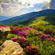 Blue Ridge Parkway Catawba Rhododendrons Poster