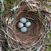 Blue Speckled Mockingbird Eggs Poster