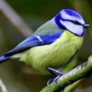 Blue Tit Poster