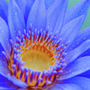 Blue Water Lily Poster