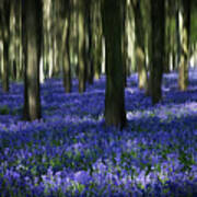 Bluebell Wood 6 Poster