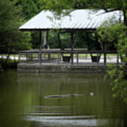 Bluebonnet Swamp Pond Poster