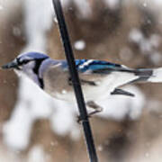 Bluejay In The Snow Poster