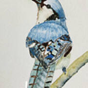 Bluejay On Branch Poster