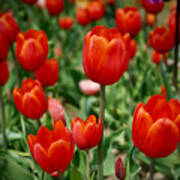 Blushing Tulips Poster