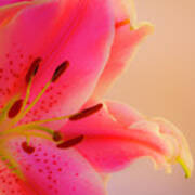 Bold And Pink Oriental Lilies 2 Poster