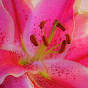 Bold And Pink Oriental Lilies 3 Poster