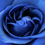 Bold Blue Rose Poster