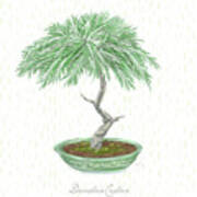 Bonsai Trees - Deodar Cedar Poster