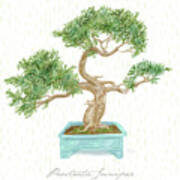 Bonsai Trees - Prostrata Juniper Poster