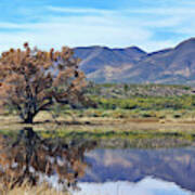 Bosque Del Apache, New Mexico Poster