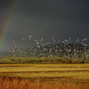Bosque Snow Geese Rainbow Poster