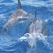 Bow-riding Bottlenose Dolphin Pair Poster