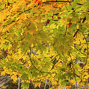 Branches Of Autumn Golds Ii Poster