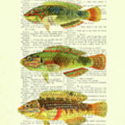 Bright Colored Fish Chart Art Poster