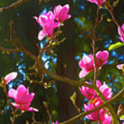 Bright Pink Magnolias Painted Poster