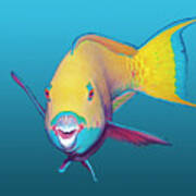 Parrotfish - Brightly Colored On Gradient Blue Background - Poster