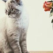 British Shorthair Cat 1 Poster