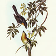 Broad-billed Flycatcher, Myiagra Latirostris Poster