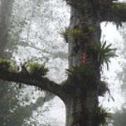 Bromeliads On Top Of Cerro Uyuca 2 Poster
