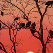 Brood Of Turkey Vultures Poster