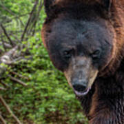 Brown Bear And Fallen Tree Poster