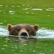 Brown Bear Submerged Be10586 Poster