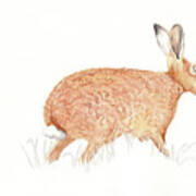 Brown Hare Poster
