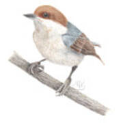 Brown-headed Nuthatch Poster