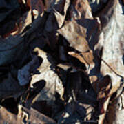 Brown Leaves Poster