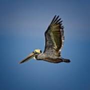 Brown Pelican Looking For Fish Poster